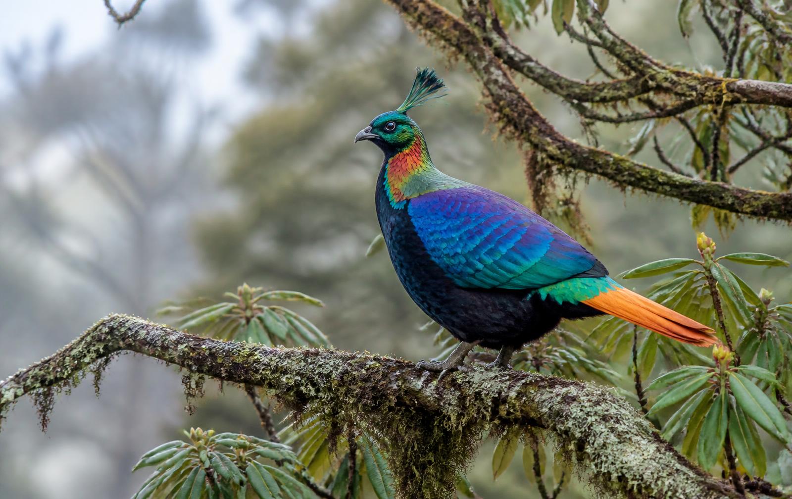 Birding in Bhutan
